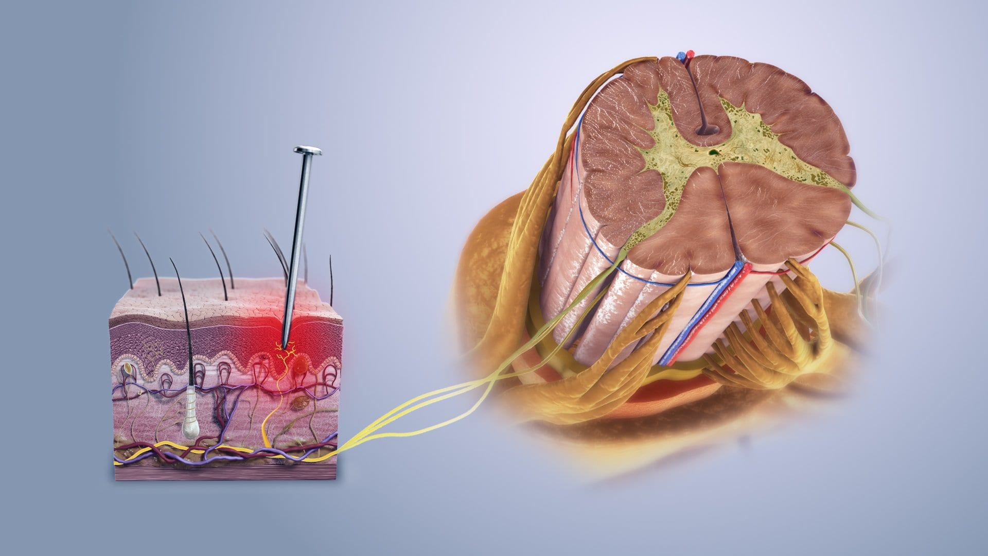 Sensory nerve fibres stimulated beyond harmful intensity causing nociceptive pain.